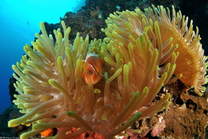 Hiding Nemo by Mathieu Foulquié 